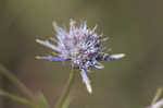 Blueflower eryngo